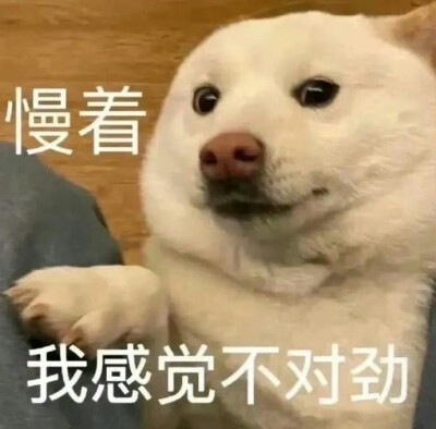 猫狗表情包