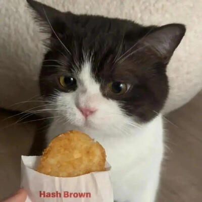 cowcat奶牛猫