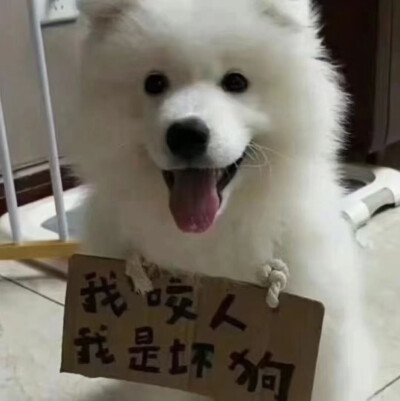 我不是好狗
