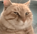 猫狗表情包