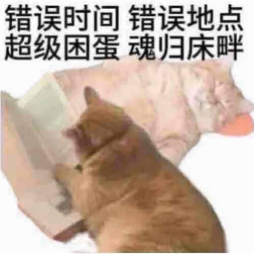 猫狗表情包