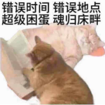 猫狗表情包