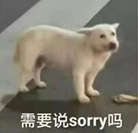 猫狗表情包