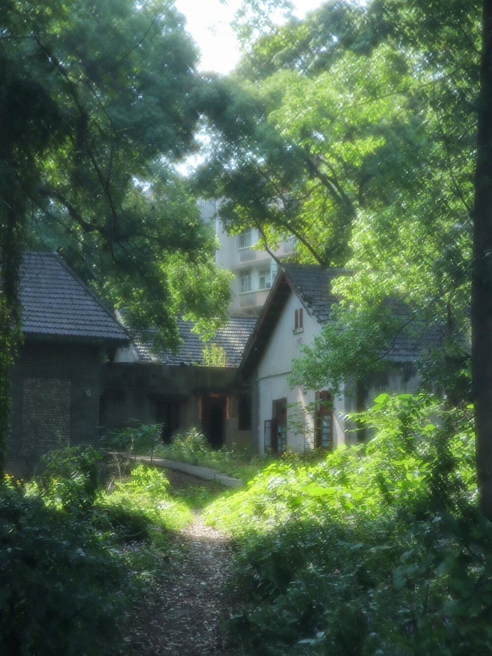 绿色调