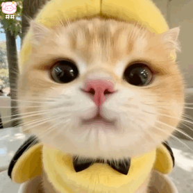 可爱小猫表情包动图