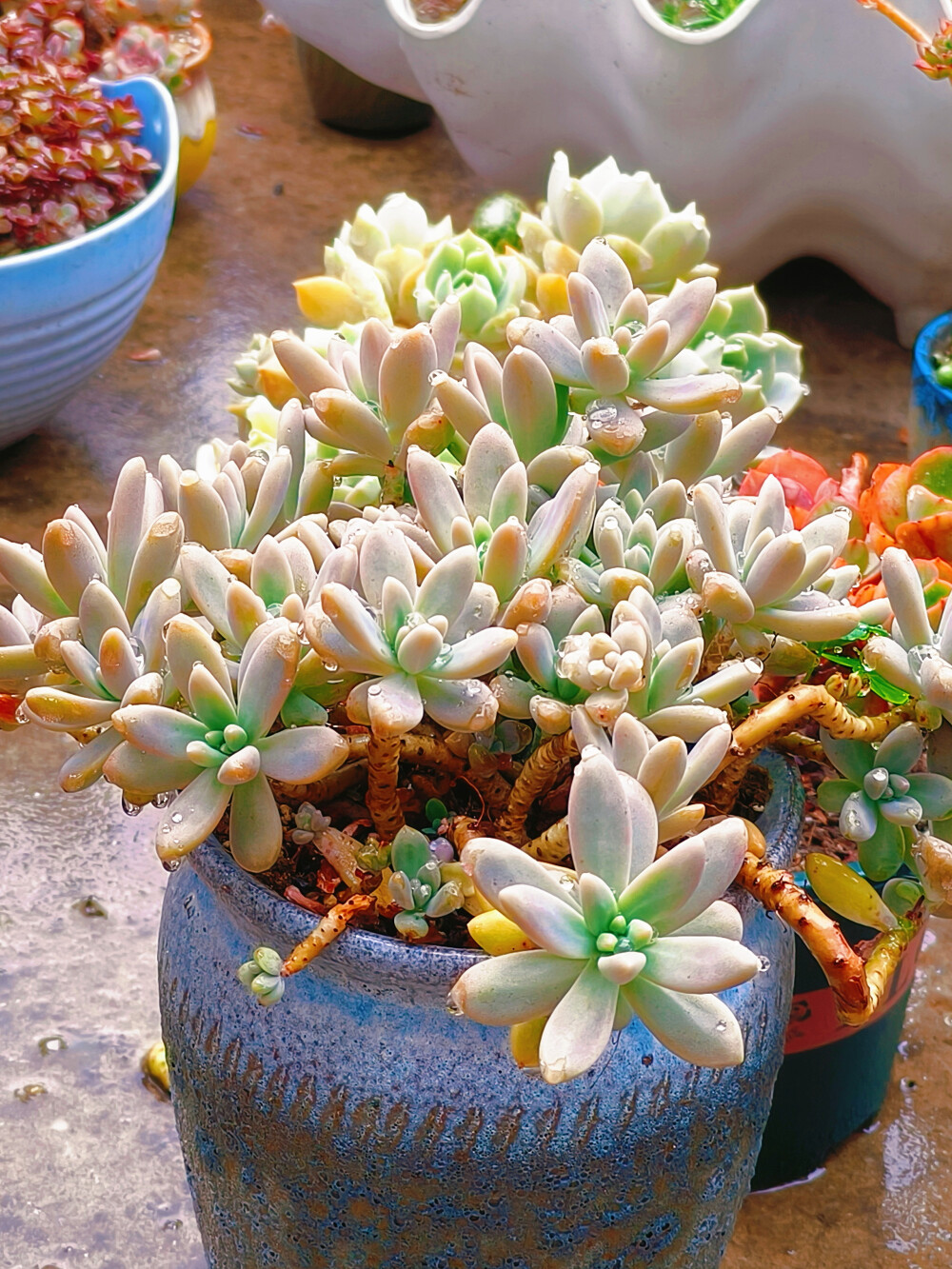 终于给下雨了，今年的第一场正式的雨，雨中的肉肉显得都精神了很多。