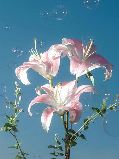 百合花背景图