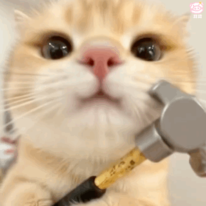 可爱小猫表情包动图