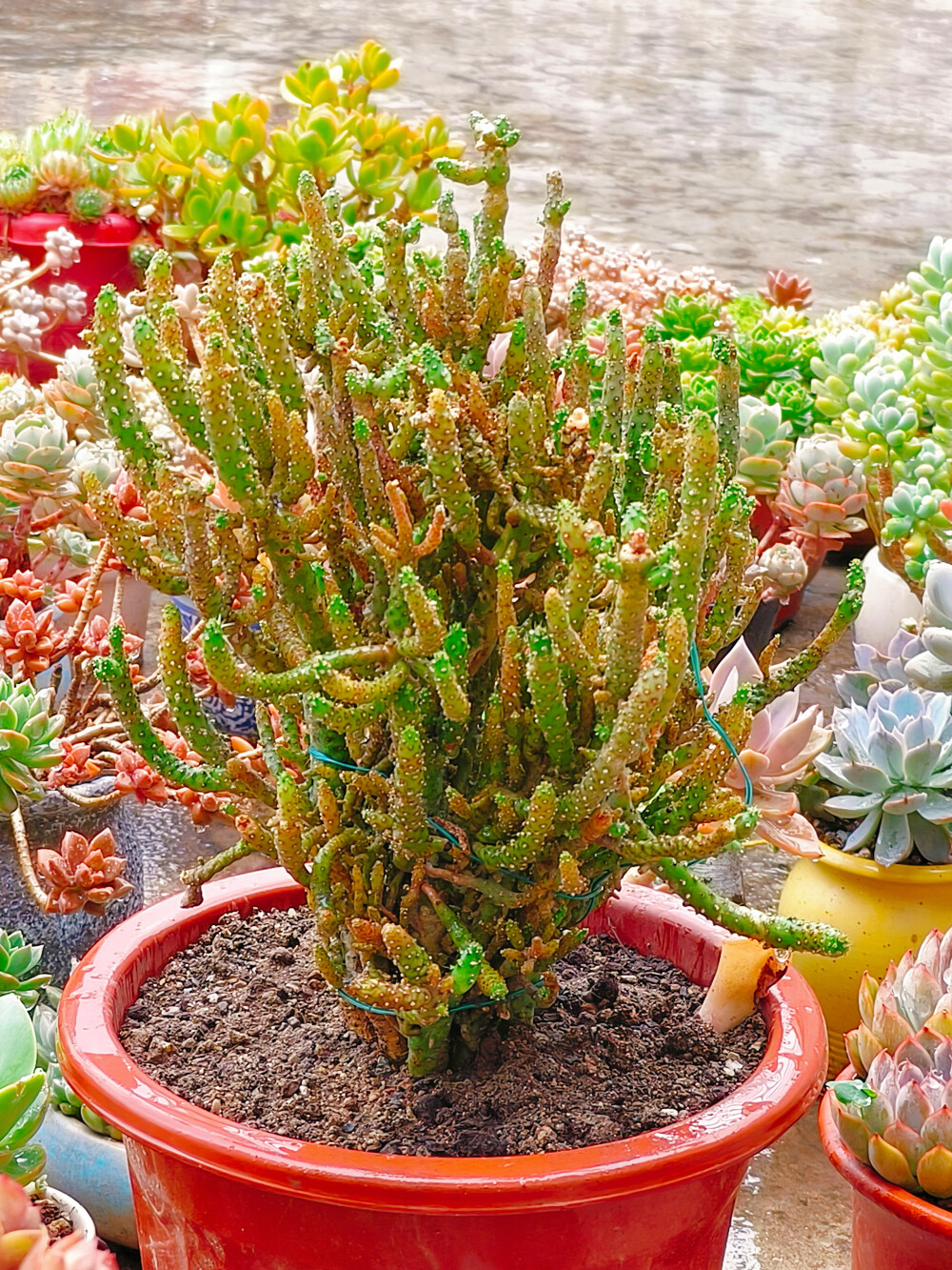 终于给下雨了，今年的第一场正式的雨，雨中的肉肉显得都精神了很多。