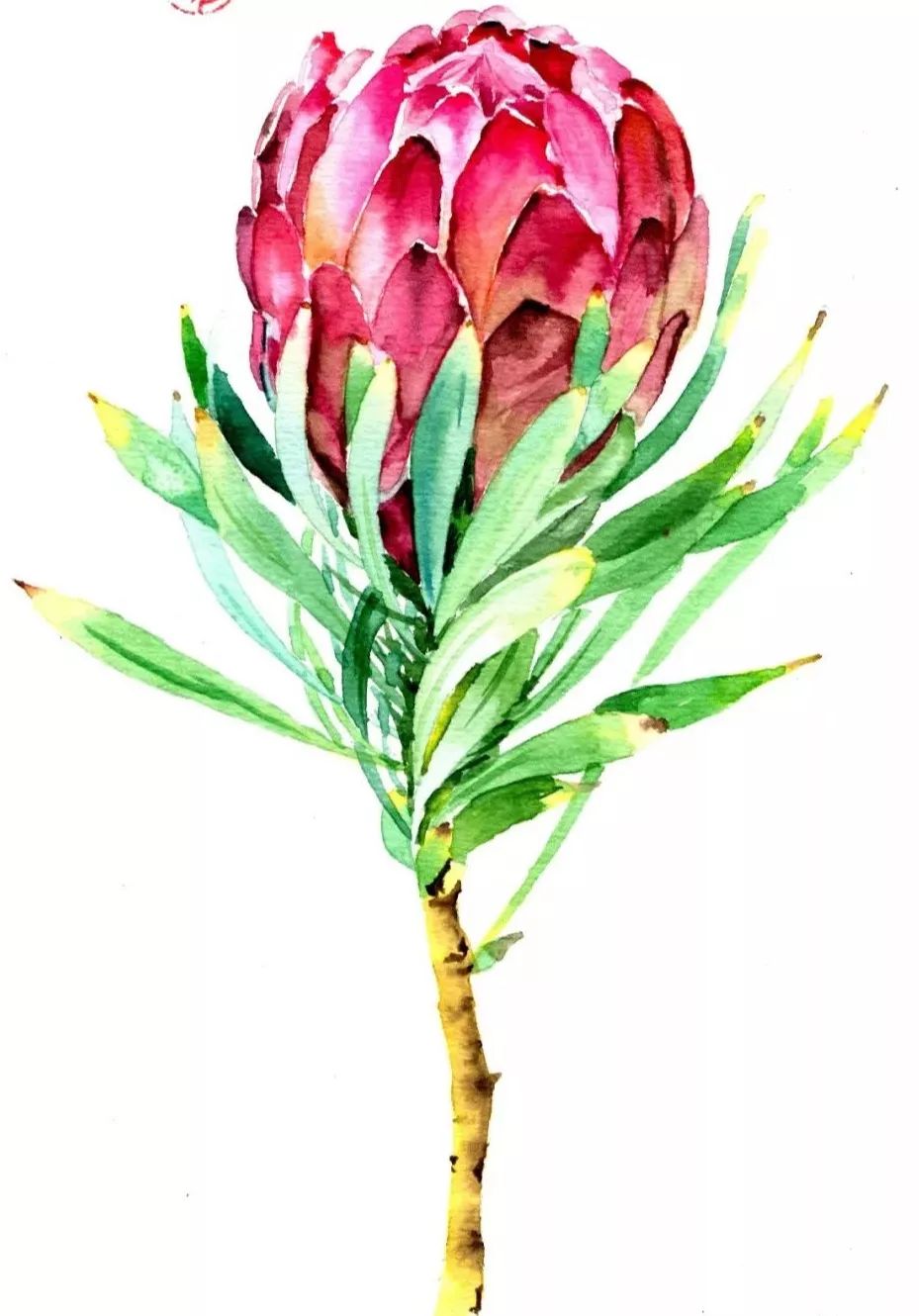 帝王花（Protea cynaroides），又名普蒂亚花，是南非共和国的国花。其花朵硕大、花形奇特、瑰丽多彩、高贵优雅，号称“花中之王”。久开不败的帝王花，被誉为全世界最富贵华丽的鲜花，代表着旺盛而顽强的生命力，并象征着胜利、圆满与吉祥。