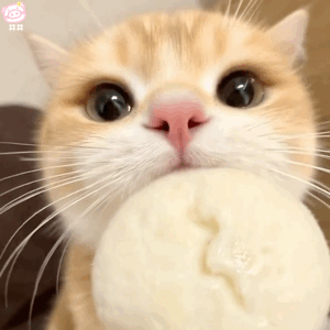 可爱小猫表情包动图