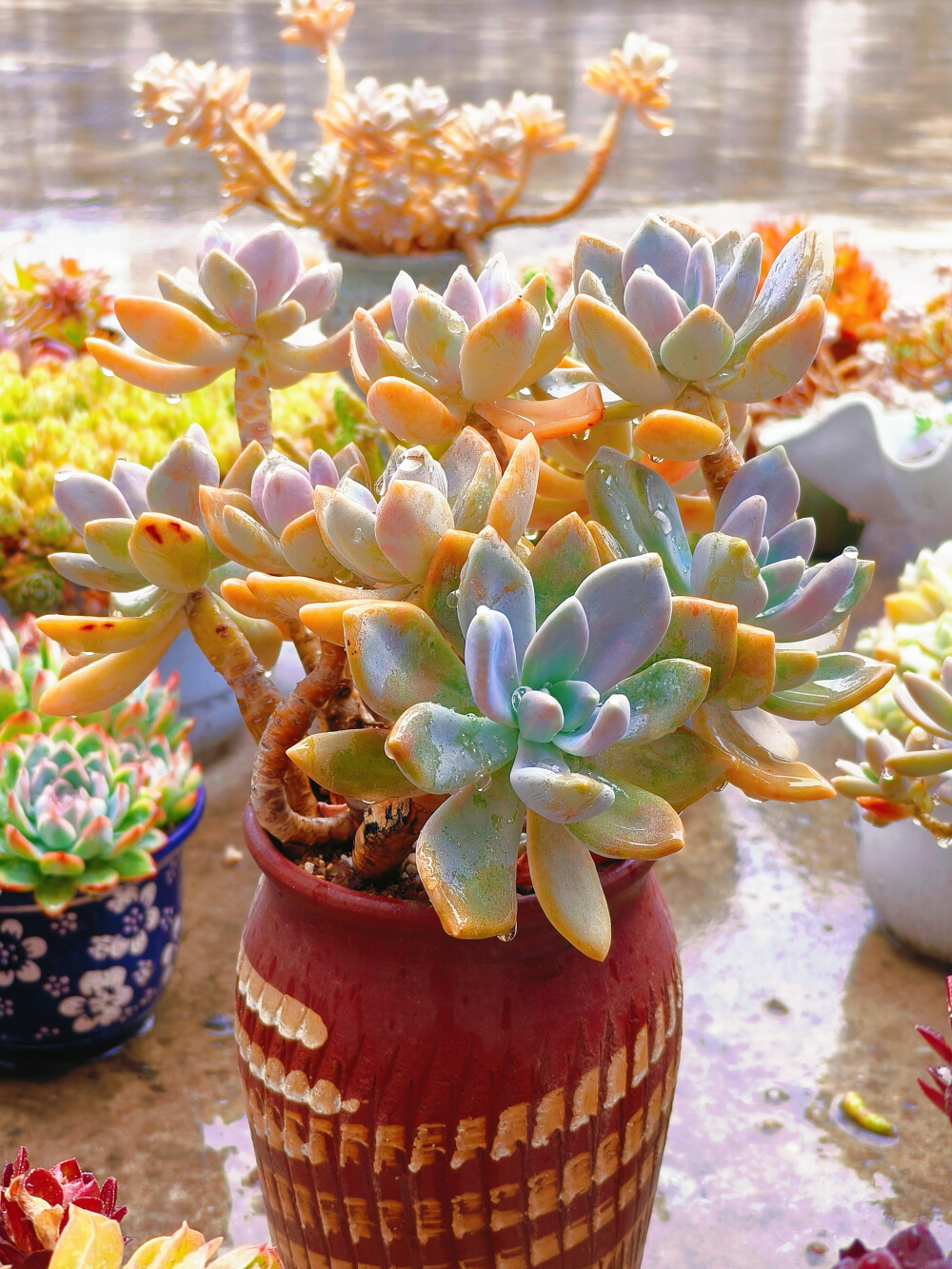 终于给下雨了，今年的第一场正式的雨，雨中的肉肉显得都精神了很多。