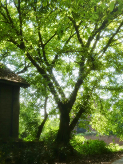 绿色调
