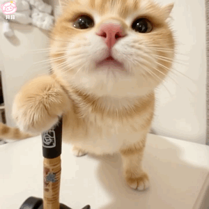 可爱小猫表情包动图