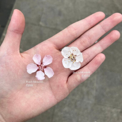 白色 ins风 背景图 朋友圈背景图