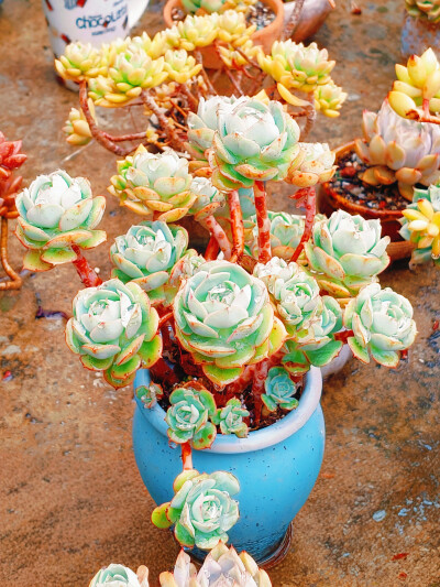 终于给下雨了，今年的第一场正式的雨，雨中的肉肉显得都精神了很多。