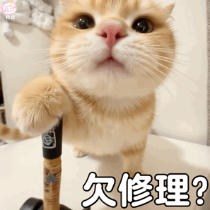 可爱小猫表情包动图
