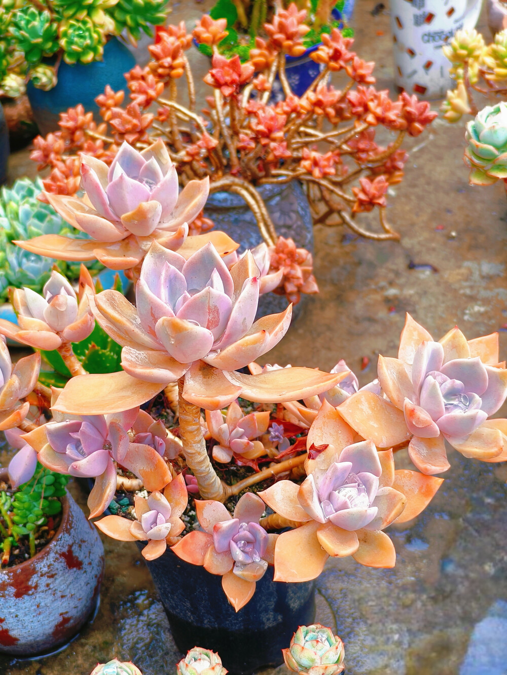 终于给下雨了，今年的第一场正式的雨，雨中的肉肉显得都精神了很多。