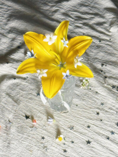 百合花背景图