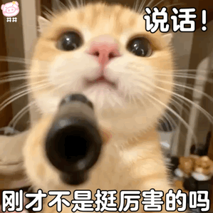 可爱小猫表情包动图