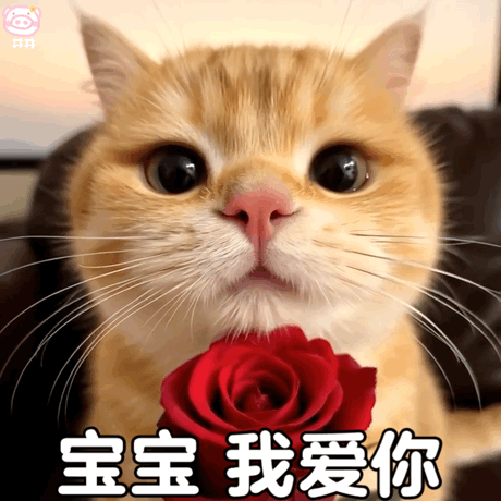 可爱小猫表情包动图