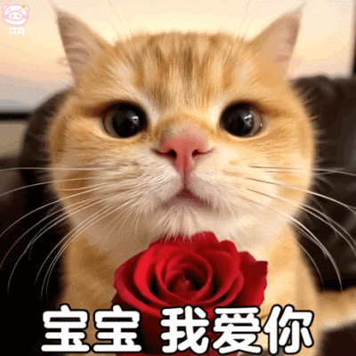 可爱小猫表情包动图
