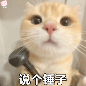 可爱小猫表情包动图