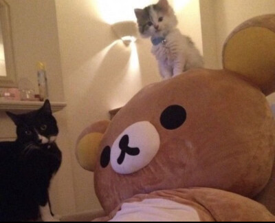 (˶‾᷄ ⁻̫ ‾᷅˵)