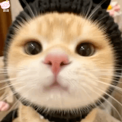可爱小猫表情包动图