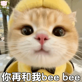可爱小猫表情包动图