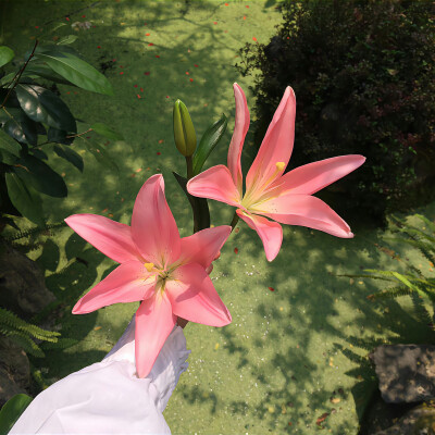 百合花背景图