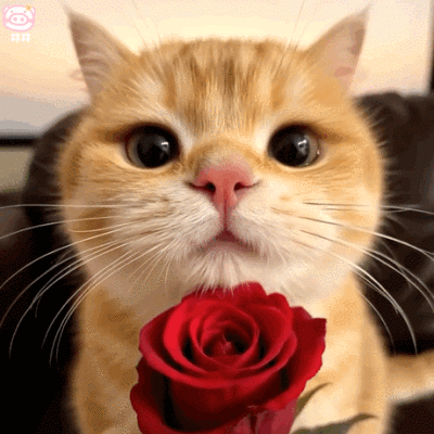 可爱小猫表情包动图