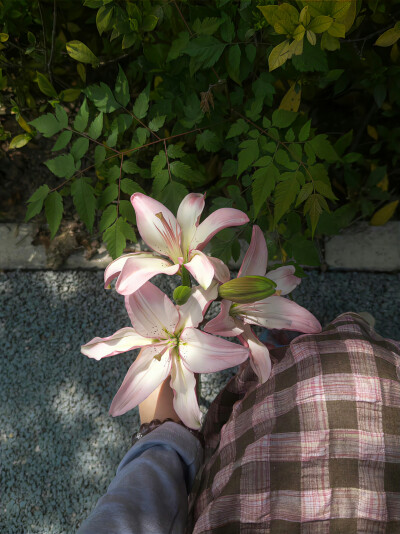 百合花背景图