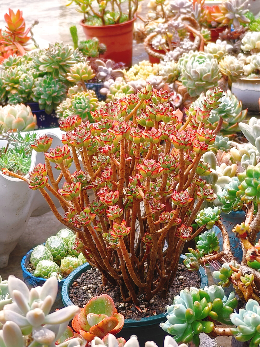 终于给下雨了，今年的第一场正式的雨，雨中的肉肉显得都精神了很多。