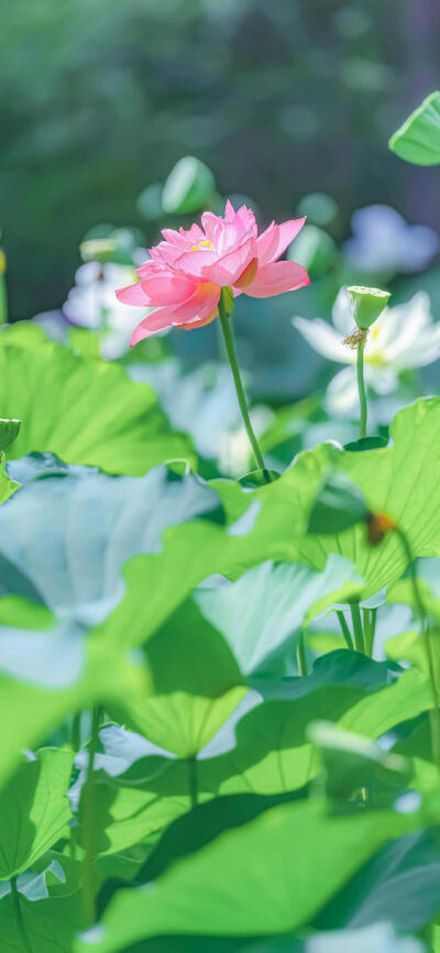 手机壁纸