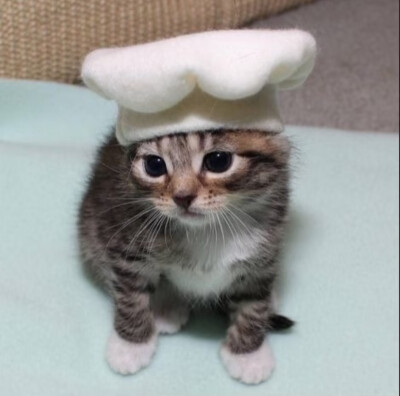 (˶‾᷄ ⁻̫ ‾᷅˵)