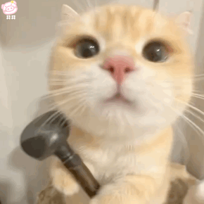 可爱小猫表情包动图