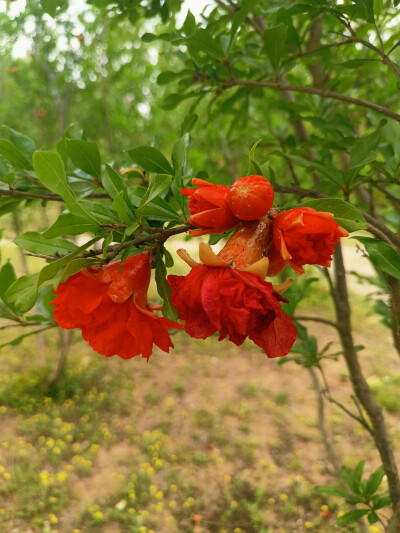 花