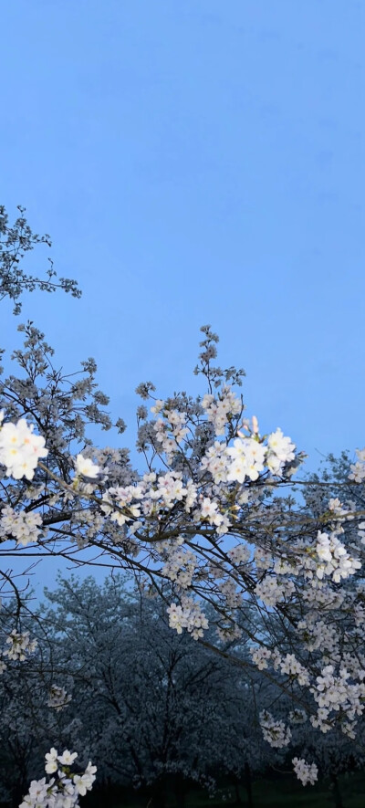 全屏壁纸