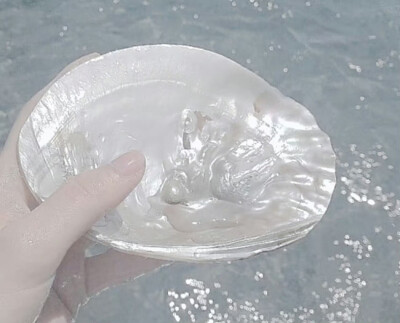 ⁺ ｡♡⃘ 海の貝殻 ☨ ໋₊˚