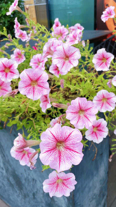 碧冬茄