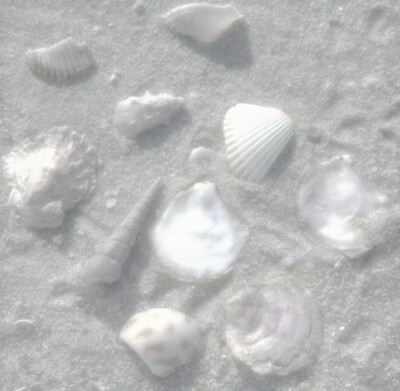 ⁺ ｡♡⃘ 海の貝殻 ☨ ໋₊˚