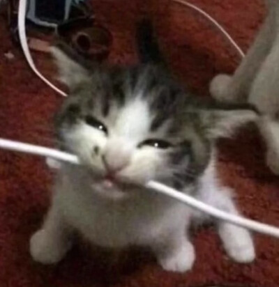 可爱搞笑小猫