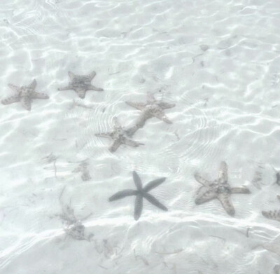 ⁺ ｡♡⃘ 海の貝殻 ☨ ໋₊˚