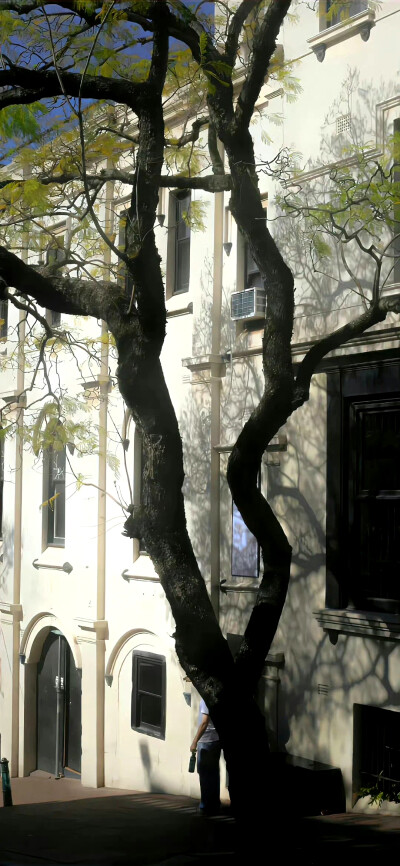 绿色 氛围感壁纸 锁屏 聊天背景