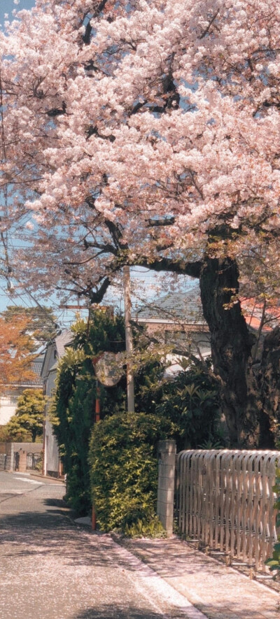 全屏壁纸