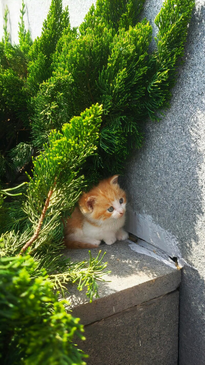 壁纸