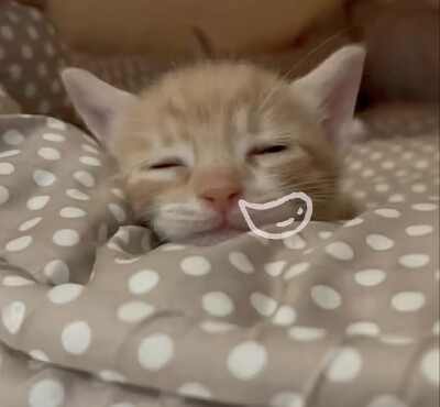 可爱搞笑小猫