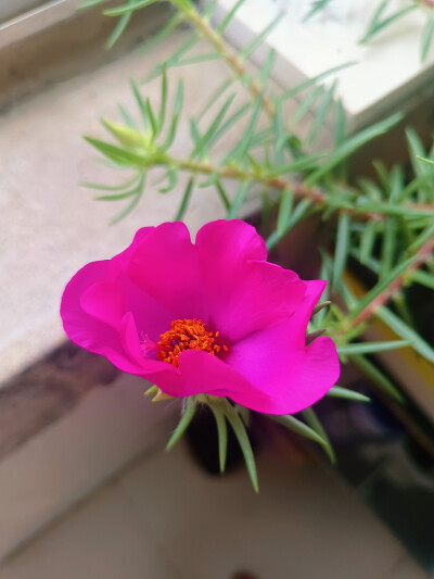 花