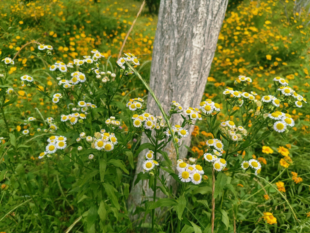 花
